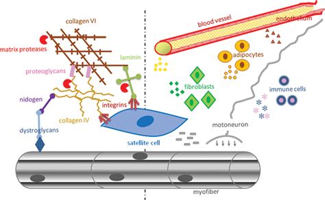 The Importance Of Extracellular Matrix In Skeletal Muscle Development