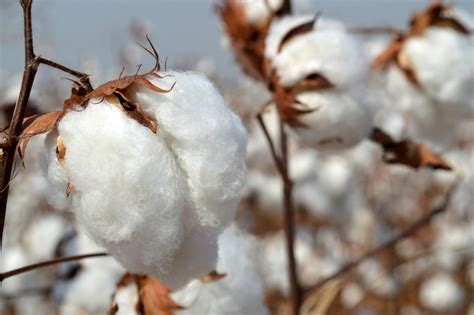 Fight for rights: Cotton farmers protest exploitation by mills 