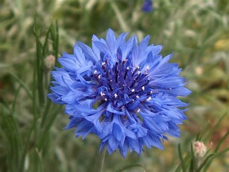 Online Plant Guide Centaurea Cyanus Bachelor S Button