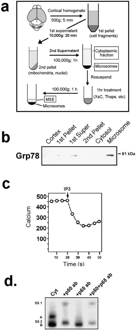 Subcellular Fractionation Protocol And Characterization Of Microsomes