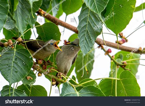 Whiteshouldered Starling Sturnia Sinensis Feeding On Stock Photo