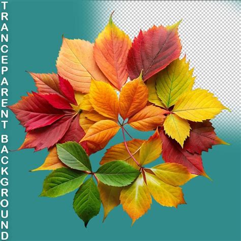 Premium Psd Dry Autumn Leaves On A Transparent Background