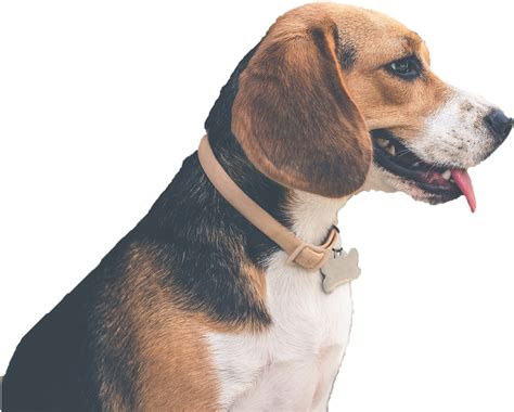 Beagle Png Images Wallpapers