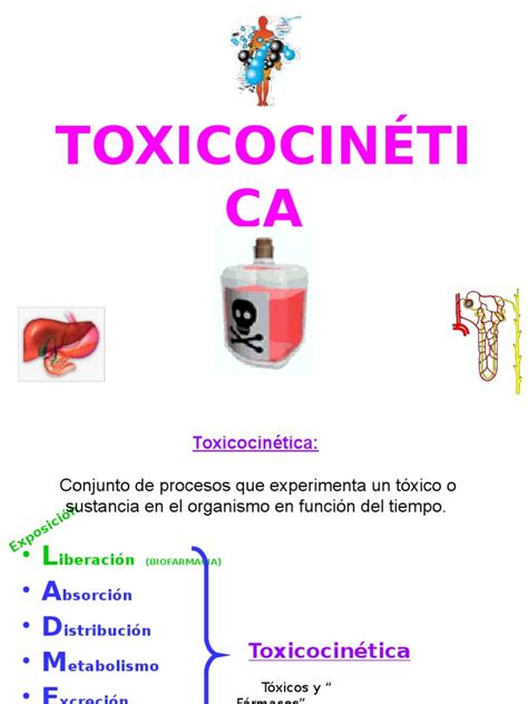 Toxicocinetica Y Dinamia Pdf Citocromo P450 Receptor Antagonista