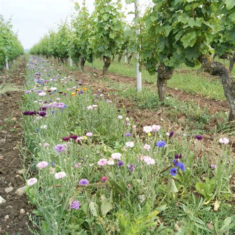 Jach Re De Vignes Fleuries D Co Vignes Vivaces Jardin Biodiversit