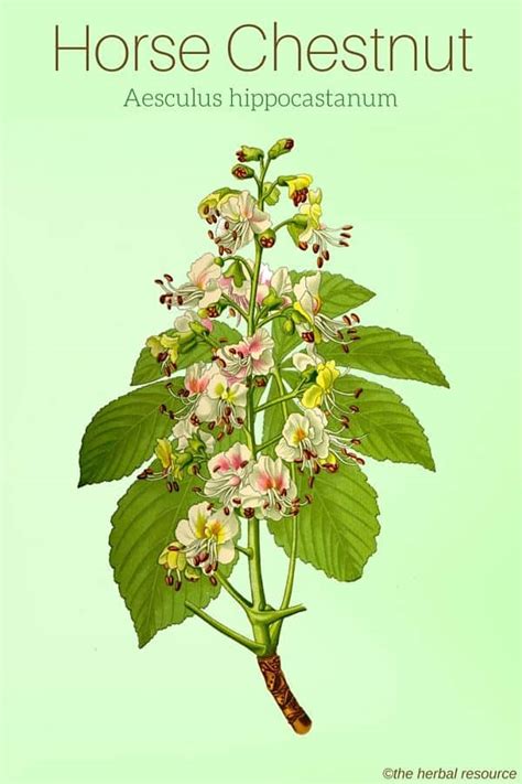 Horse Chestnut Herb Uses Benefits And Side Effcts