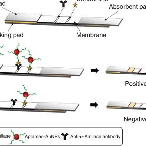 1 Schematic Representation Of The Architecture Of Lateral Flow Assays