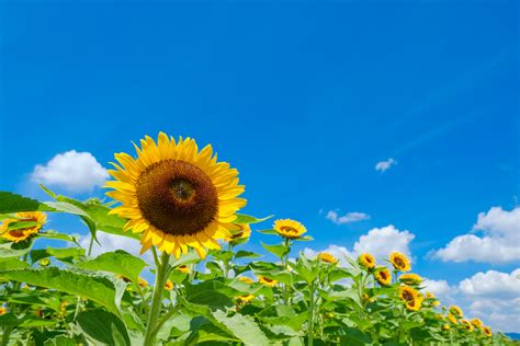 Sunny Blooms: Discovering Japan’s Summertime Flowers - Savvy Tokyo