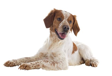 113 Brittany Dog Petbarn Articles