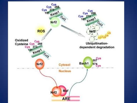 Reactive Oxygen Species in Signal Transduction and its applications