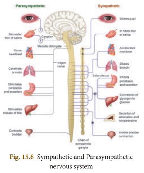 Autonomic Nervous System