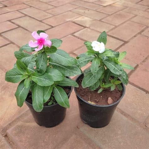 Free Next Day Delivery Set Of Vinca Periwinkle Sadabahar