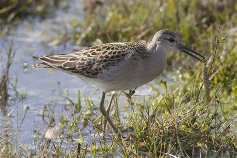 Ruff Birdwatch Ireland