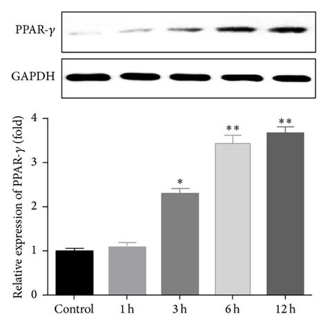 Ppar Mediated Saa Induced Visfatin Production A Raw Cells