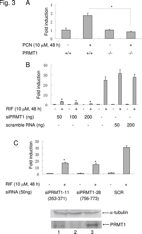 Figure From Epigenetic Regulation Of Transcriptional Activity Of