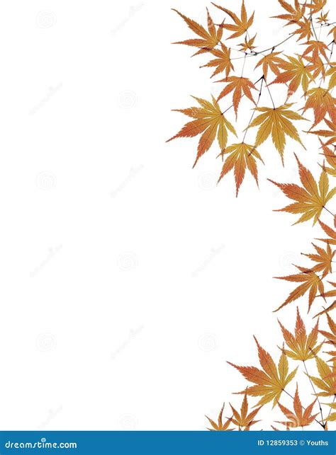 Leaves Border Isolated on White Background Stock Image - Image of frame ...