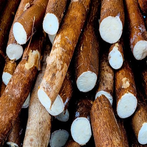 African Food Network Cassava Uses And Benefits African Food Network