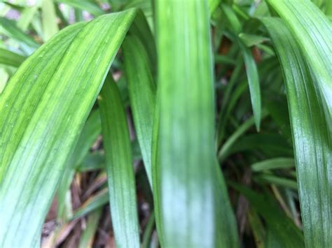 Nature Leaf Close-Up - Free photo on Pixabay - Pixabay