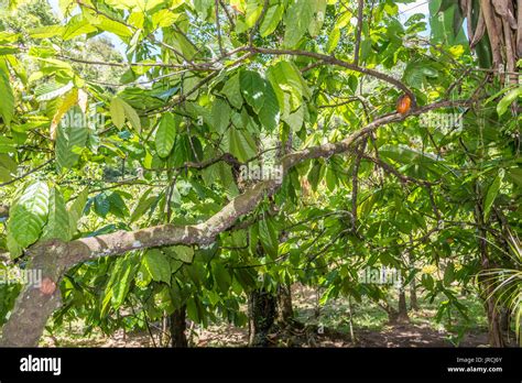 Organic Cacao Fruit Pods Theobroma Cacao Hanging On The Tree In