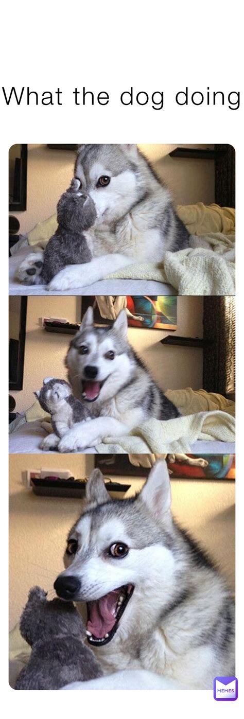 Joke Telling Husky