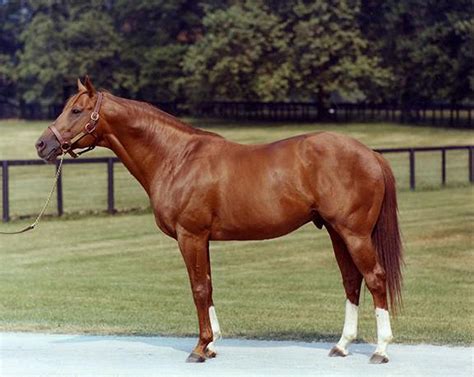 Thoroughbred Horse Naming Rules and Requirements