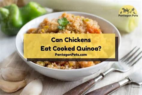 Can Chickens Eat Quinoa Is It Safe Pentagon Pets