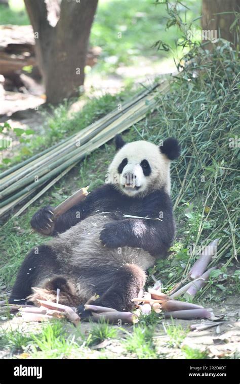 Chengdu City Southwest Chinas Sichuan Province 18 May 2023 Giant Pandas Enjoy Fresh Bamboo