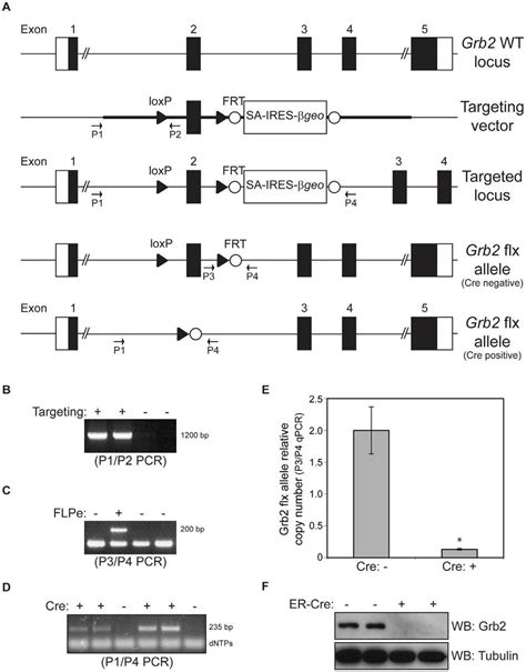 Conditional Inactivation Of The Grb2 Gene In Mice A Schematic