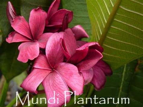 Plumeria Rubra Scott Pratt Mundi Plantarum