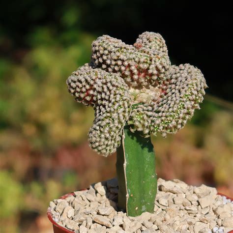 Order Mammillaria Theresae Crested Fast Delivery Planet Desert