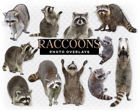 Raccoons Racoon Overlay Photoshop Overlays For Photographers Etsy