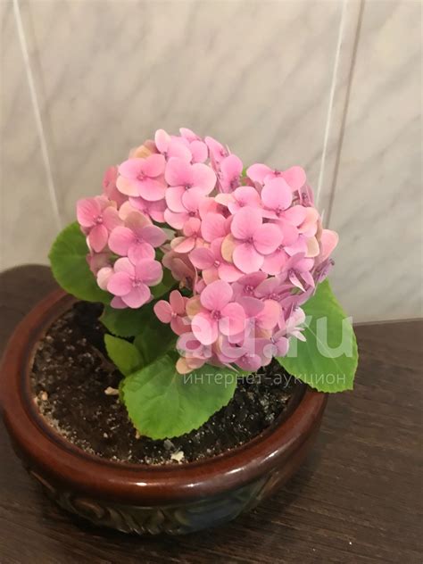Гортензия комнатная — купить в Красноярске. Горшечные растения и ...