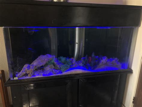 100 Gallon Salt Water Tank For Sale In Vernon CA OfferUp