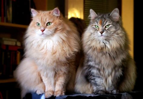 Siberian Cat Breed Information & Characteristics