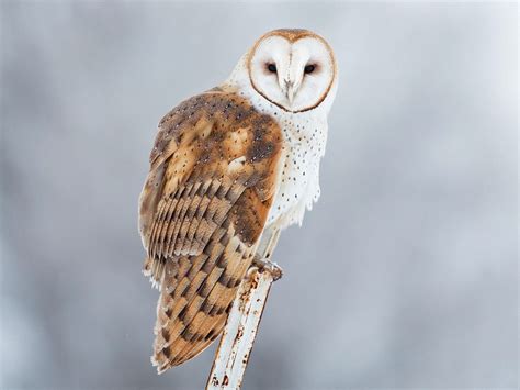 Melanistic Snowy Owl