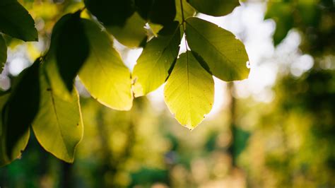 Green Tree Leaves Branches In Blur Bokeh Background 4k Hd Nature