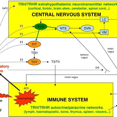 The Thyrotropin Releasing Hormone TRH Immune System Homeostatic