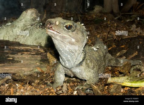 Tuatara Teeth