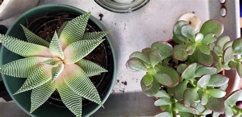 Haworthia Turning White And Soft At Base Rplantclinic