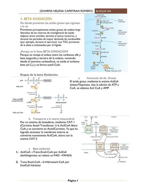 Beta Oxidaci N Helen C Romero Udocz
