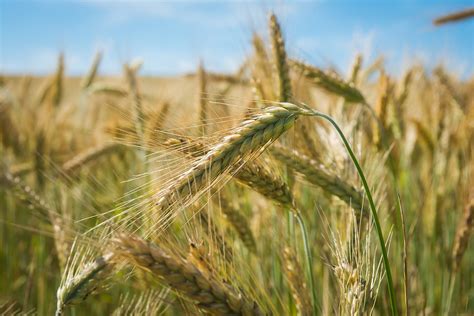 P Enica Koje Su Va Ne Faze Razvoja Biljke Tokom Godine Agro Info Net