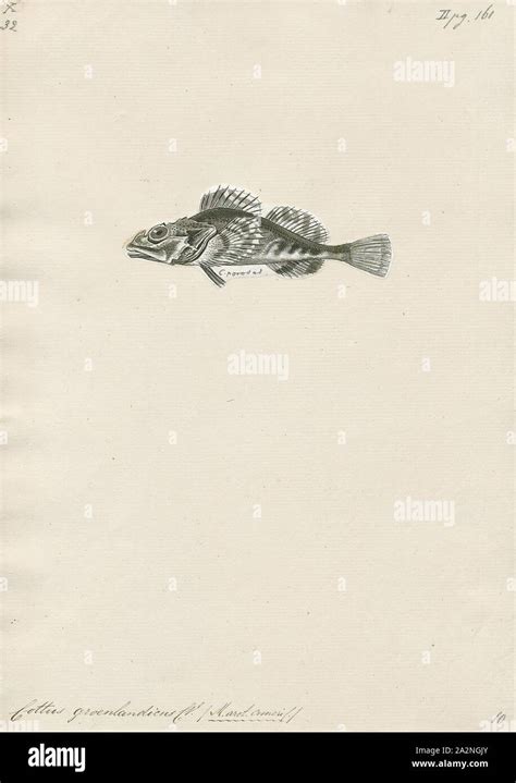 Dusky Rockfish Hi Res Stock Photography And Images Alamy