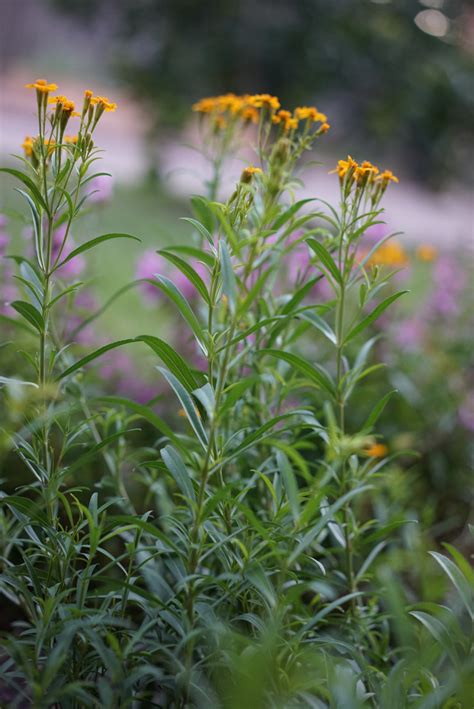 How To Grow Tarragon In An Organic Herb Garden Gardenary