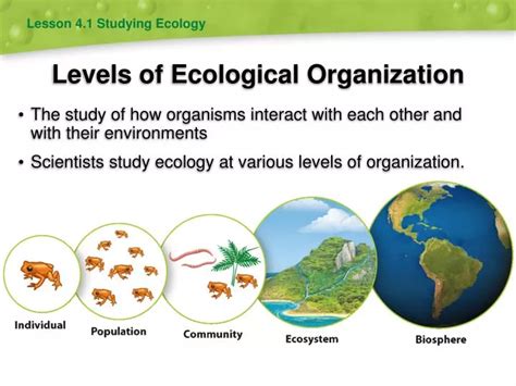 PPT Levels Of Ecological Organization PowerPoint Presentation Free