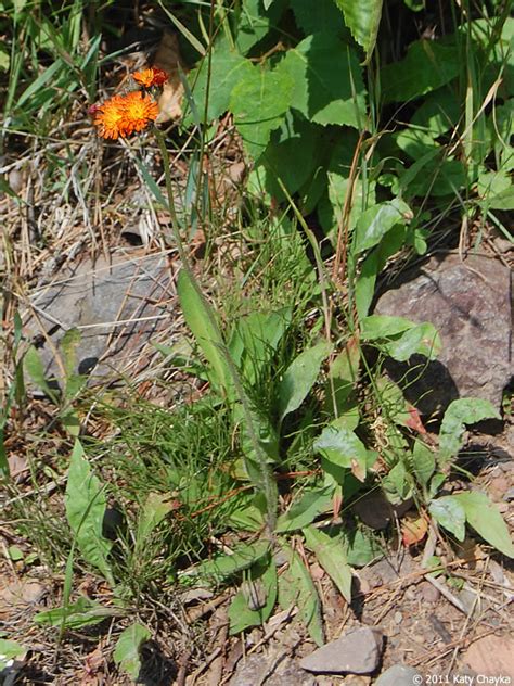 Hieracium Aurantiacum Orange Hawkweed Minnesota Wildflowers