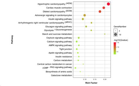 Bubble Chart Showing Enrichment Of Degs In The Top 20 Kegg Pathways