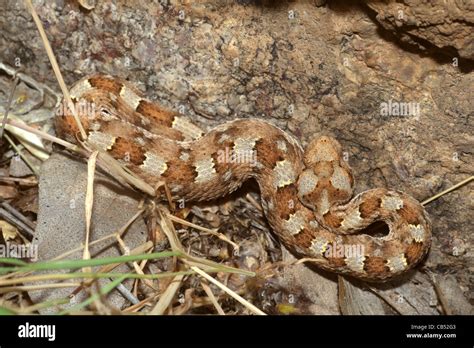 Horned Puff Adder Bitis Caudalis Etosha National Park Namibia Stock