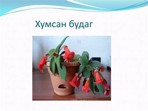 цэцэг арчлах арга | PPT