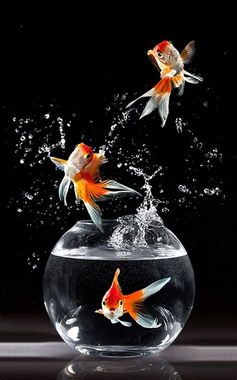 Gold Fish Live Wallpaper APK for Android Download