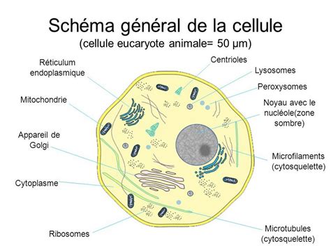 La Cellule Eucaryote Formation Infirmiers